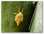 スジベニコケガ（羽化途上）