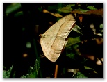 クロスジフユエダシャク ♂