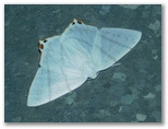 シロツバメエダシャク ♀