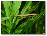 カマキリ族の褐色型幼虫