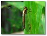 ツノトンボ♂