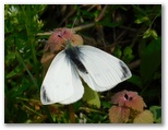 モンシロチョウ ♂