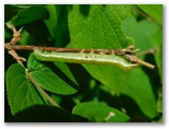 アオバハガタヨトウの幼虫