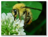コマルハナバチ♂