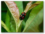 ナミテントウ♂・♀