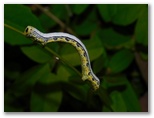 ヒロバトガリエダシャクの幼虫