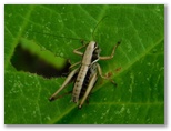 ヒガシキリギリス ♂幼虫