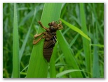 オオシオカラトンボ抜殻