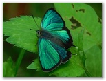 ミドリシジミ♂