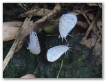 ルリシジミの吸水