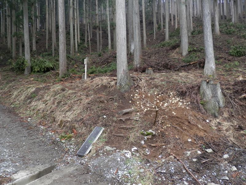 ヨモギ平への取り付き（古い道）