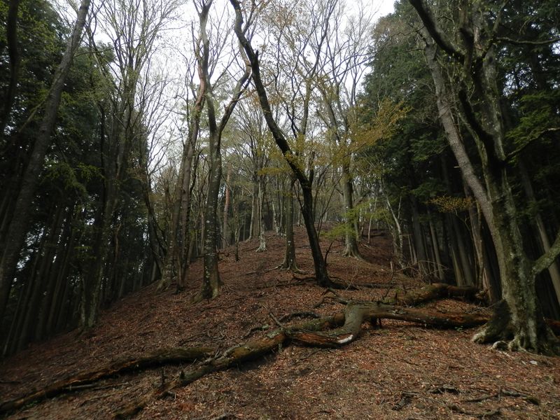 ヨモギ平へ無名の尾根を直登する