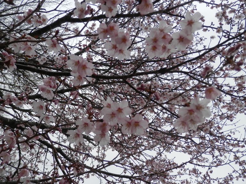 このマメザクラはピンク色が濃い