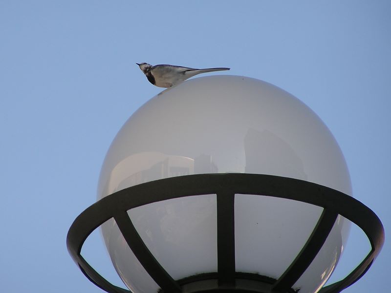 ヨモギ平・三ノ塔 -- 秦野駅前でさえずるハクセキレイ
