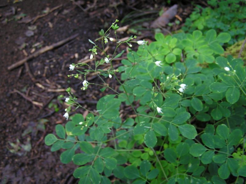 ヨモギ平・三ノ塔 -- マツカゼソウが至る所に