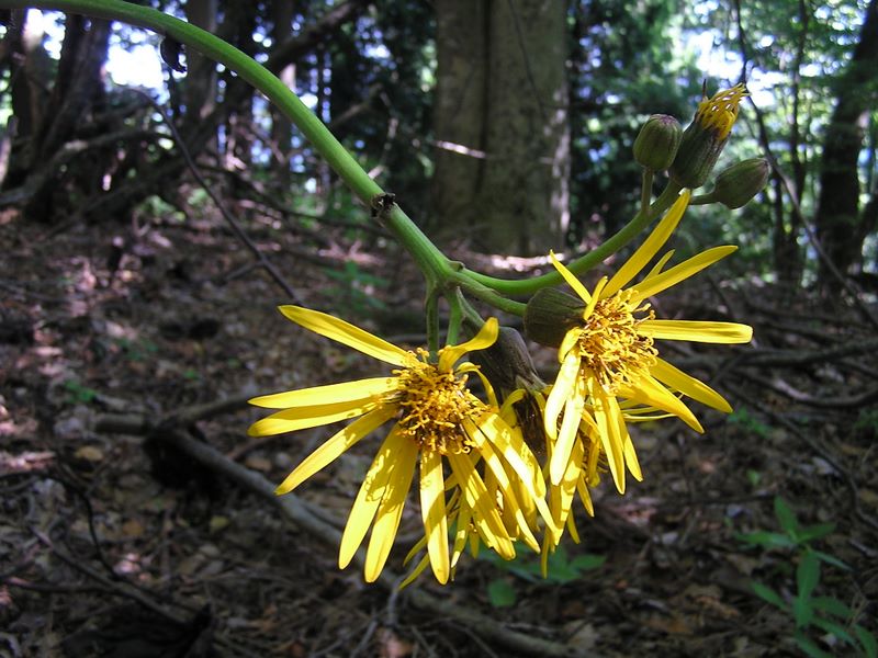 ヨモギ平・三ノ塔 -- マルバダケブキの最後のがんばり