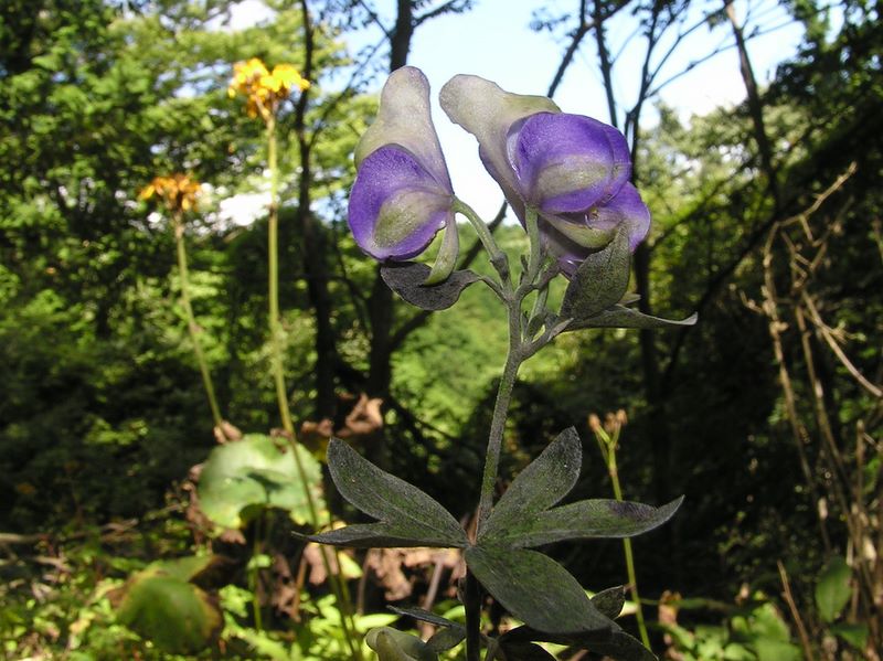 ヨモギ平・三ノ塔 -- ツクバトリカブトかな？