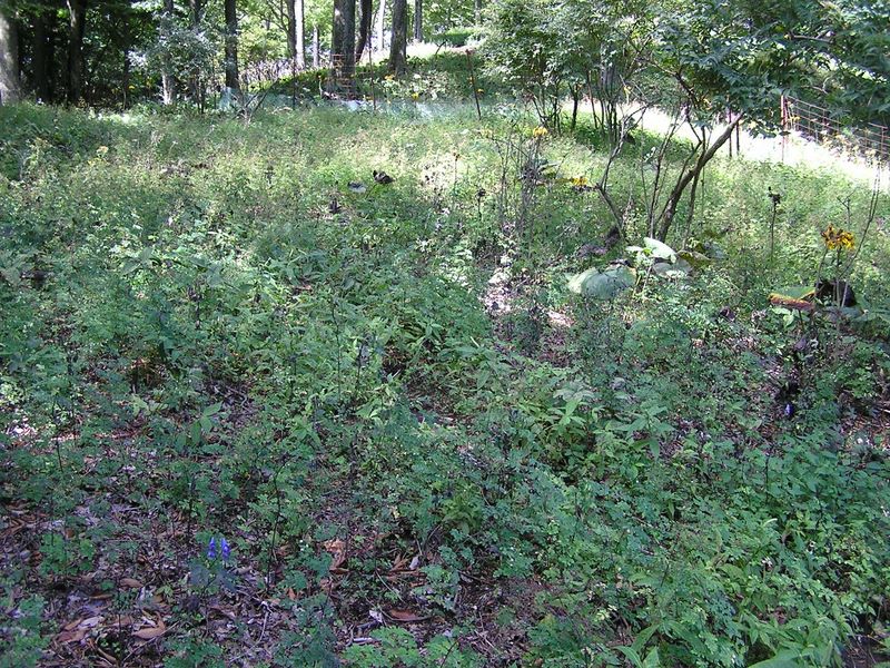 ヨモギ平・三ノ塔 -- 花期の終わったお花畑