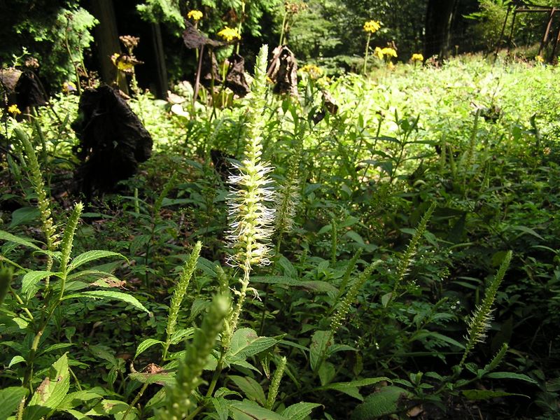 ヨモギ平・三ノ塔 -- テンニンソウ