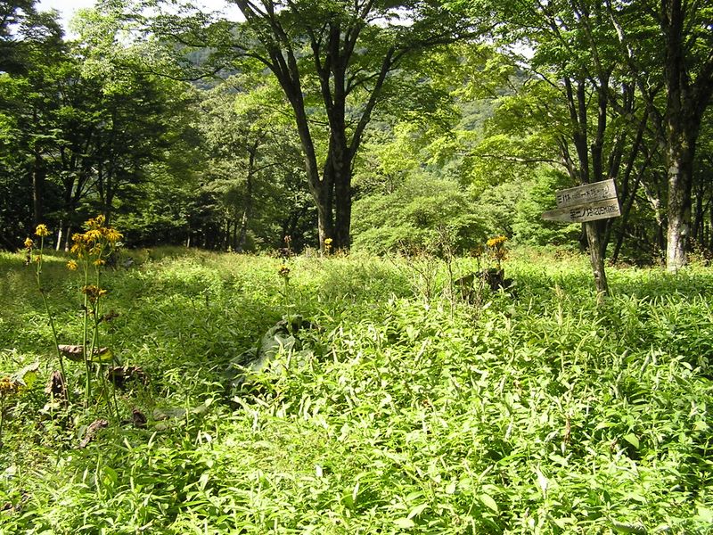 ヨモギ平・三ノ塔 -- ヨモギ平に到着