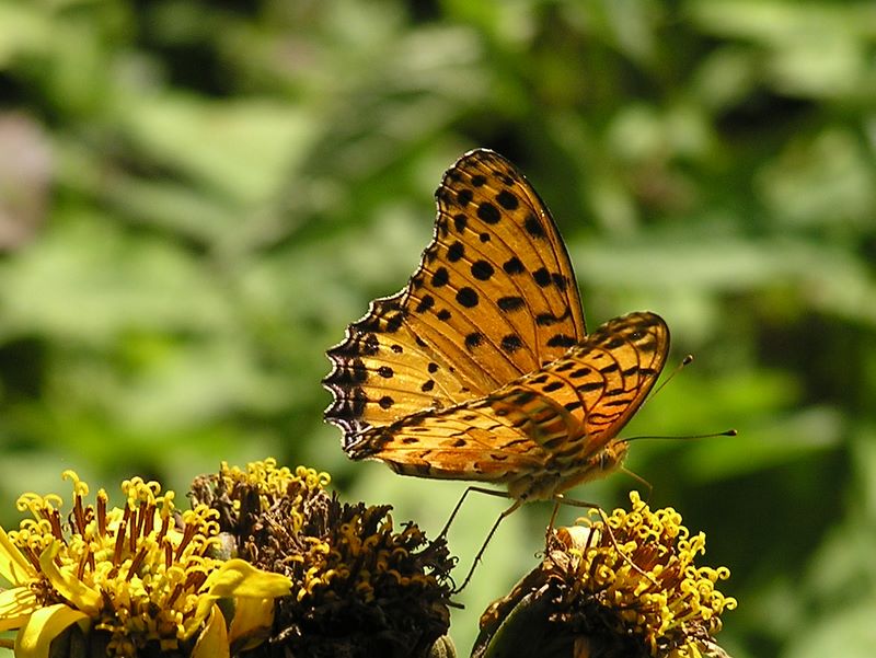 ヨモギ平・三ノ塔 -- ツマグロヒョウモン（♂）