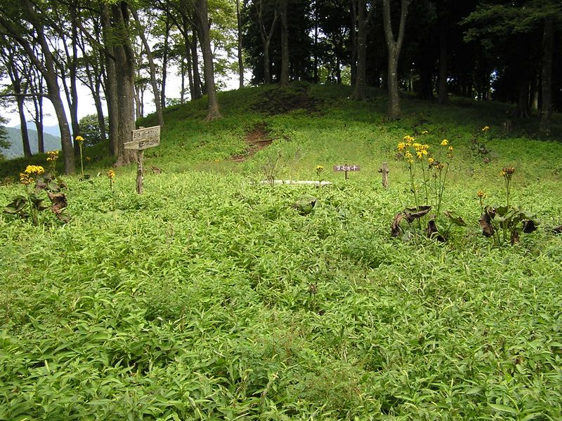 ヨモギ平・三ノ塔 -- ヨモギ平にヨモギはあるのか？