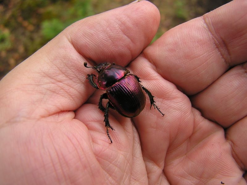 ヨモギ平・三ノ塔 -- 指のすきまに潜りたがるオオセンチコガネ