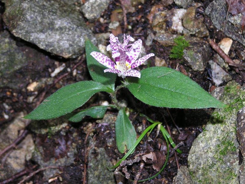 ヨモギ平・三ノ塔 -- ホトトギス