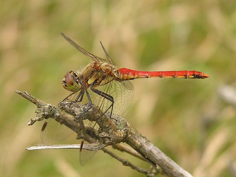 ヨモギ平・三ノ塔 -- アキアカネ