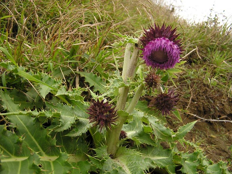 ヨモギ平・三ノ塔 -- フジアザミ