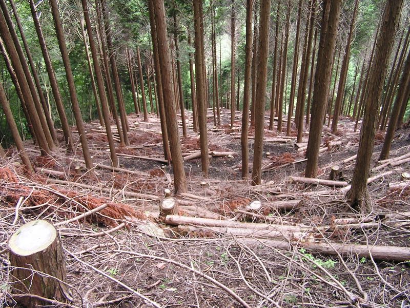 ヨモギ平・三ノ塔 -- 檜の丸太がゴロゴロ