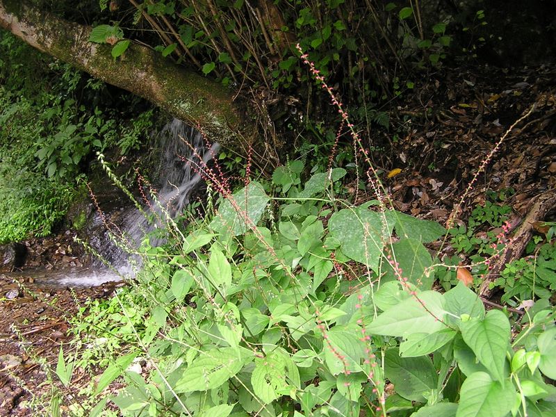 ヨモギ平・三ノ塔 -- 竜神の泉とミズヒキ