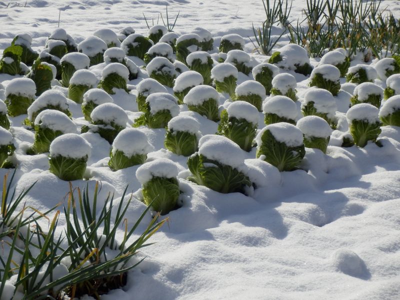 可愛らしくなった白菜