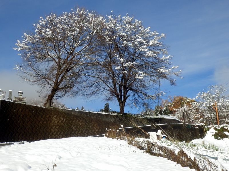 花が咲いたみたいな木々