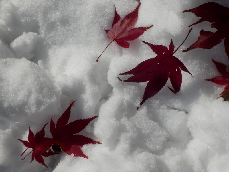 秋と冬が混じり合って