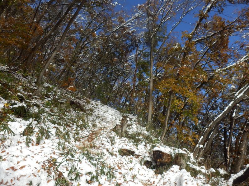 斜面に直立する木と斜めに立つ木