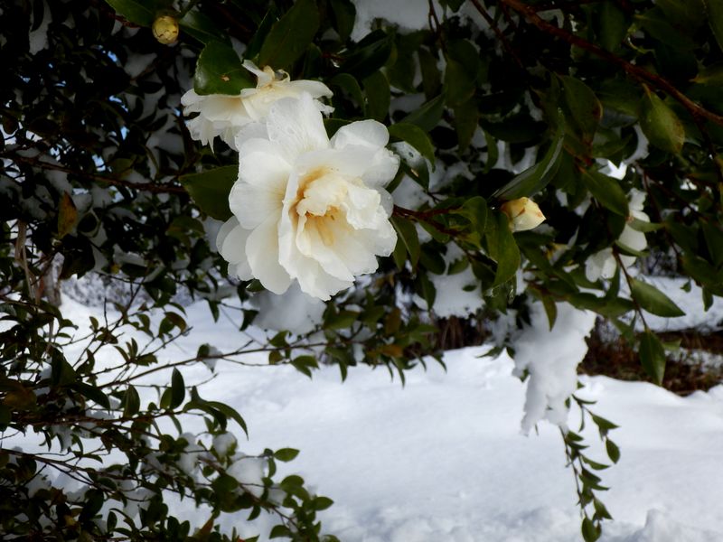 要害山頂で咲いていた白いサザンカ