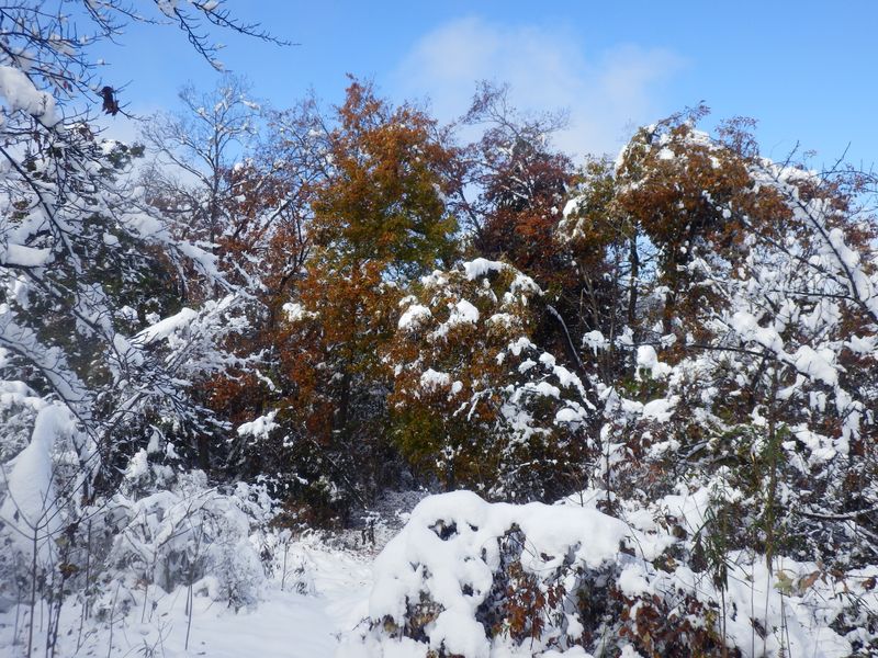要害山は黄葉がきれいだったに違いない
