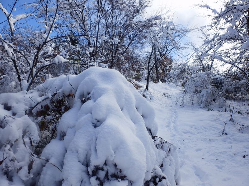 タコのモンスター
