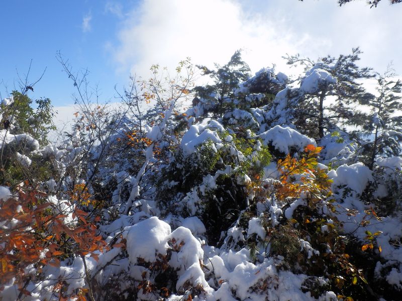 こんなところを潜り抜けるのは大変