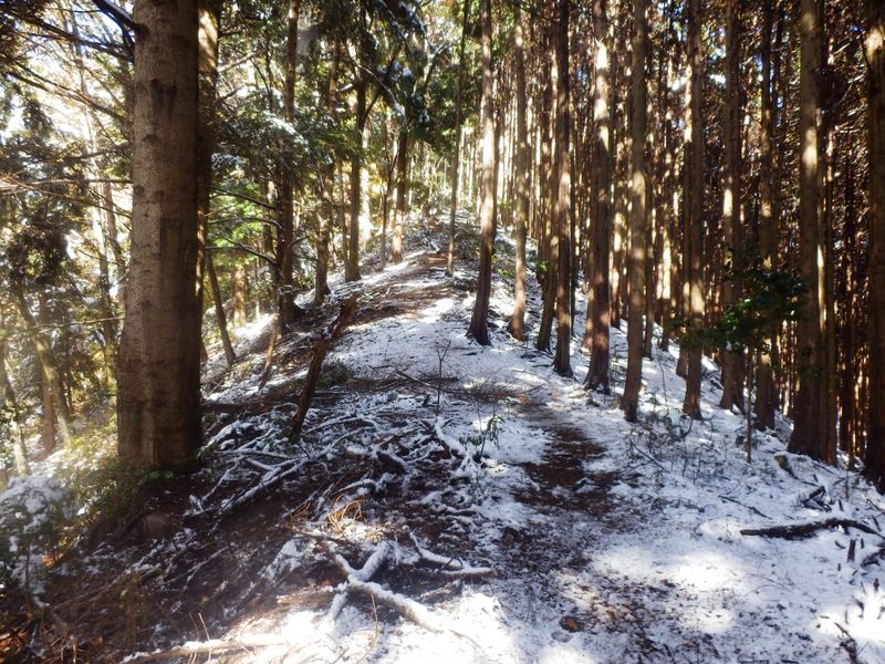 モミ、スギ、アカマツなどの針葉樹林