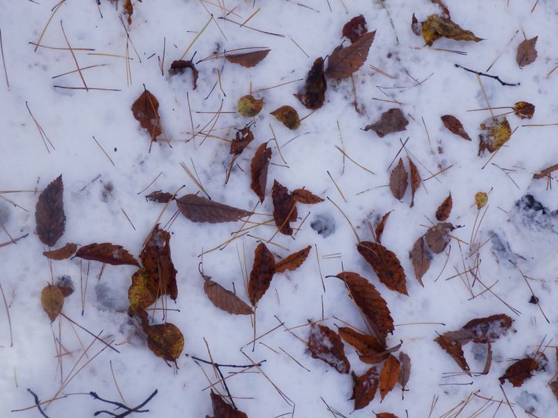 針葉樹と広葉樹の混交林