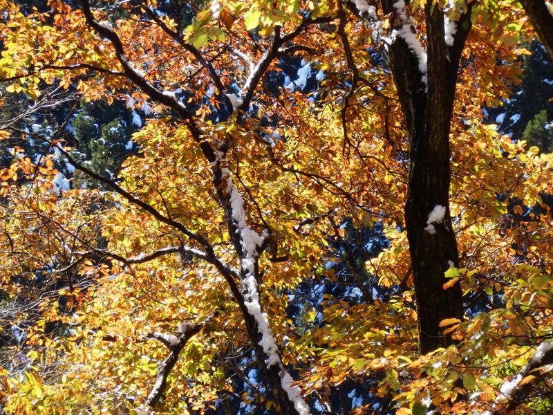 墓村分岐の美しい黄葉