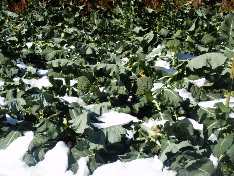 ブロッコリー畑