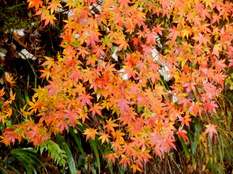 モミジの葉のグラデーション