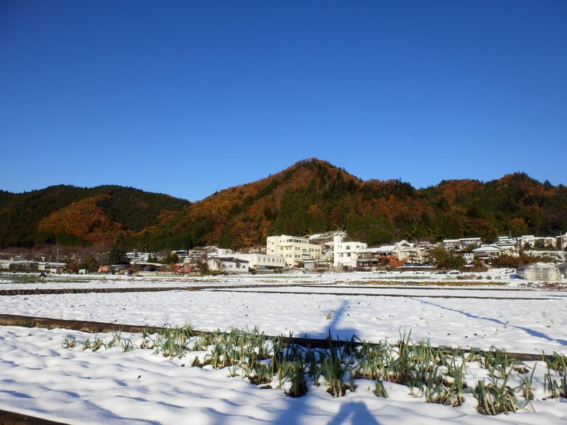 八重山かな