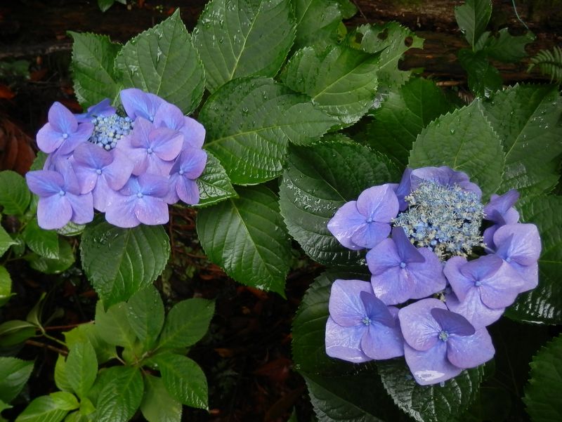 デジカメの進化を感じさせる色（あじさいの小径）