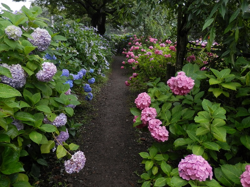 大平台駅に戻る小径のアジサイ
