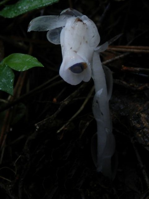 足元が消えているギンリョウソウ