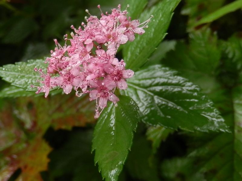 湯坂路 -- 宝石のようなシモツケ